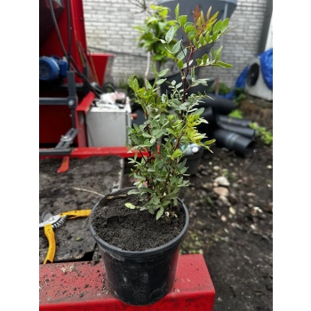 Pistacja chińska jadalna sadzonki - 30 / 50 cm